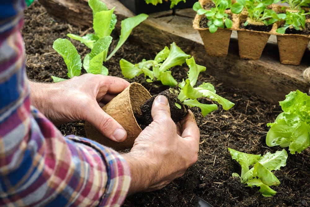 Gardening Therapy for Addiction Recovery