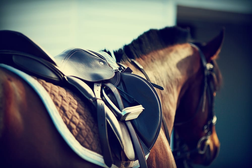 Equine Assisted Psychotherapy For Men