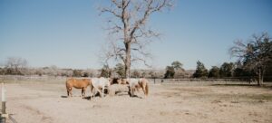 Photo of horses on the property at The Last Resort, a renowned drug and alcohol rehab with horses and equine therapy in the Austin area
