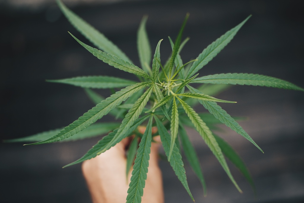 Person's hand holding marjiuana or cannabis leaf.