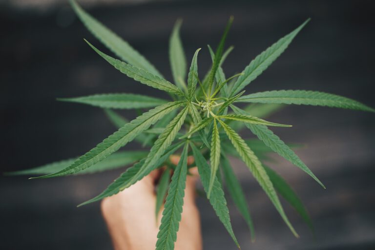 Person's hand holding marjiuana or cannabis leaf.