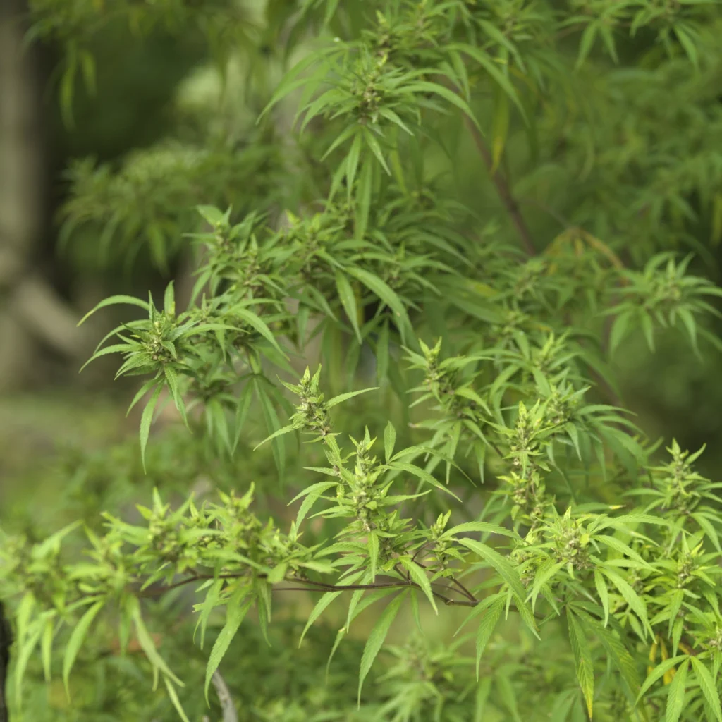 What Is Dabbing? Dabbing Meaning in Drug Culture