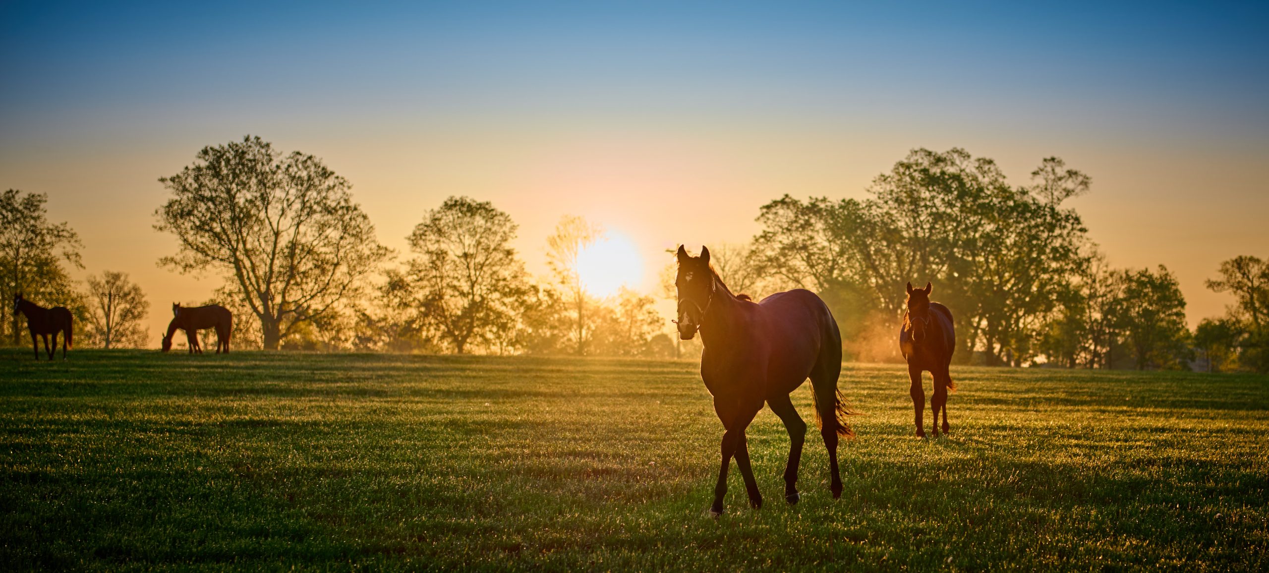Horses grazing and walking across a central Texas pasture at sunrise.